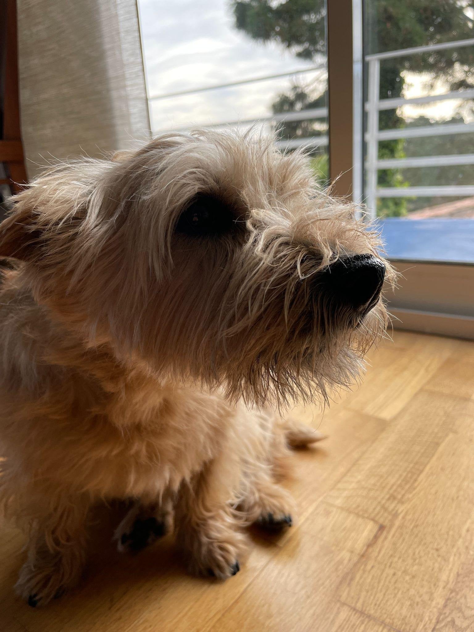 Ein kleiner, hellbrauner Terrier sitzt auf einem Holzboden vor einer Balkontür – Ginger, die Feelgood-Managerin der Workation-WG.
